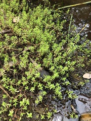 Crassula helmsii