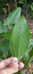 Smilacaceae