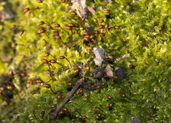 Brachytheciastrum velutinum