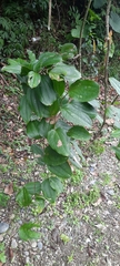 Smilacaceae