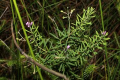 Comesperma esulifolium