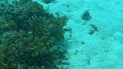 Pomacentrus amboinensis