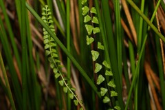 Lindsaea linearis