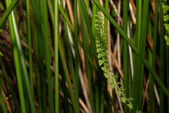 Lindsaea linearis