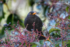 Turdus merula