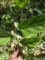 Gomphandra tetrandra