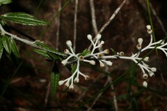 Ozothamnus whitei