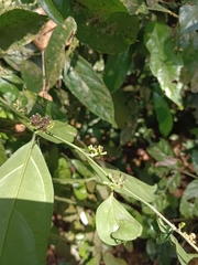 Gomphandra tetrandra