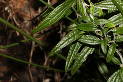 Ozothamnus whitei