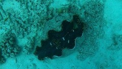Tridacna derasa