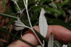Ozothamnus whitei