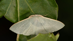 Prasinocyma ocyptera