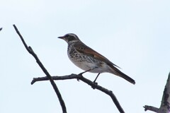 Turdus eunomus