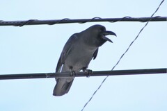 Corvus macrorhynchos japonensis