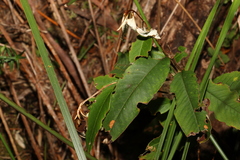 Pomaderris argyrophylla