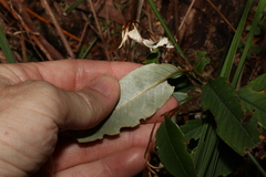 Pomaderris argyrophylla