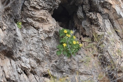 Eucnide bartonioides