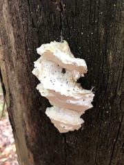 Fuscopostia fragilis