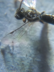 Apoidea
