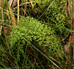 Lindsaea microphylla
