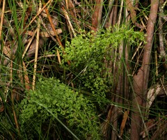 Lindsaea microphylla