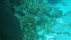 Plectropomus leopardus