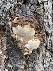 Cryptoporus volvatus