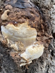 Cryptoporus volvatus