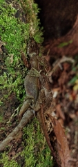 Anolis tropidolepis