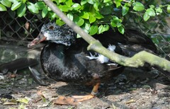 Asarcornis scutulata