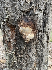 Cryptoporus volvatus