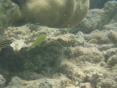 Halichoeres chloropterus