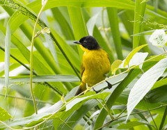 Rubigula melanicterus