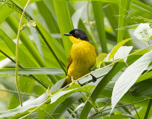 Black-capped Bulbul (Rubigula melanictera)