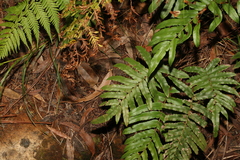 Blechnum wattsii