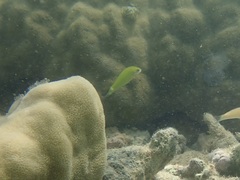 Halichoeres chloropterus