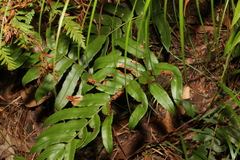 Blechnum wattsii