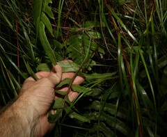 Blechnum wattsii