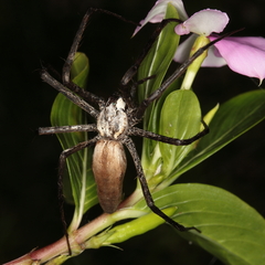Euprosthenops australis