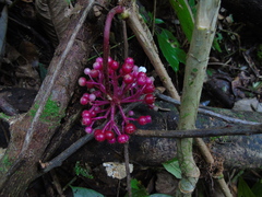 Medinilla