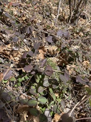Lonicera hispidula