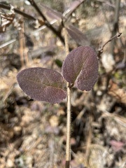 Lonicera hispidula