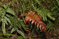 Blechnum wattsii