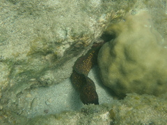 Gymnothorax