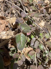 Lonicera hispidula