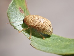 Cadmus calomeloides