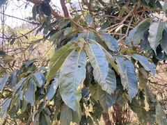 Lithocarpus kawakamii