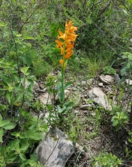 Dichromanthus aurantiacus