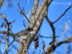 Curruca melanocephala