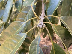 Lithocarpus kawakamii